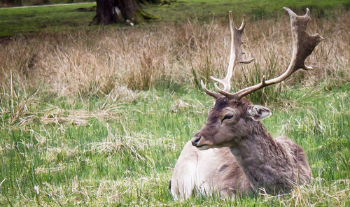 Deer on field