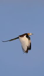 Low angle view of bird flying in sky