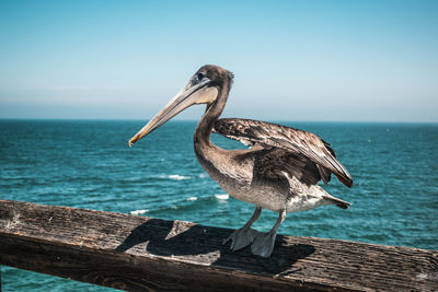 Bird perching on wood against sea