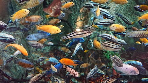 High angle view of fish swimming in sea