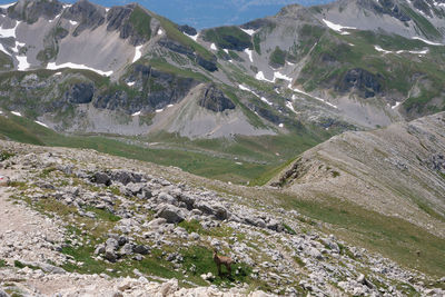 Ibex on the mountains of the lake and the great stone of abruzzo