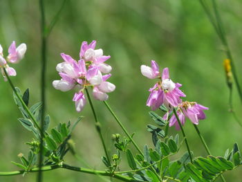 Close-up of pink flowering plants