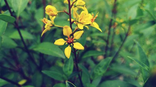 Close-up of yellow flowers