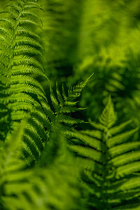 Close-up of palm tree