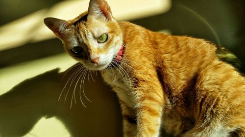 Close-up of cat
