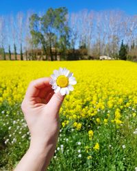 Cropped image of person holding yellow flowering plant on field