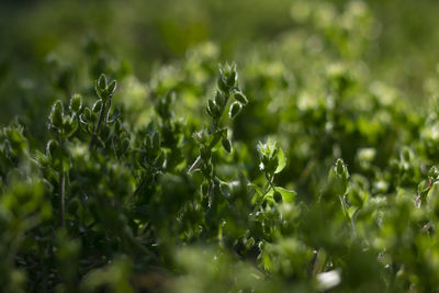 Close-up of fresh green leaves on field