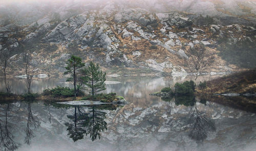 Scenic view of lake in forest