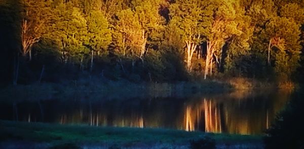 Close-up of trees in water