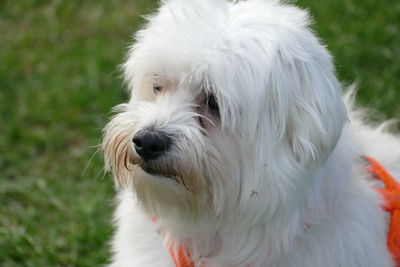 Close-up portrait of white dog