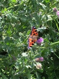 Close-up of butterfly pollinating on flower