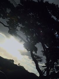 Low angle view of silhouette trees against sky