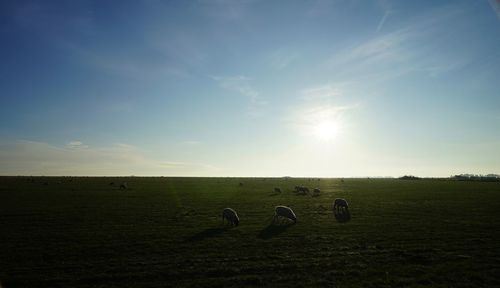 Scenic view of field against sky during sunset