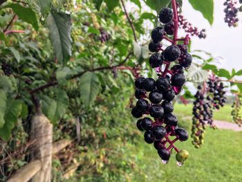 Close-up of grapes growing in vineyard