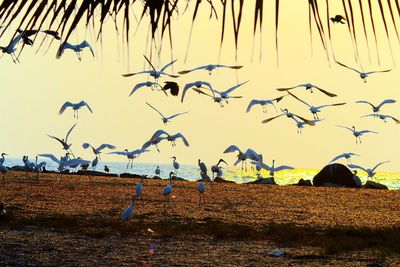 Flock of birds flying against clear sky