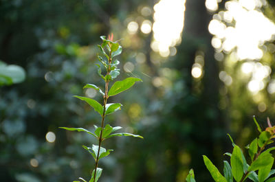 Close-up of fresh green plant