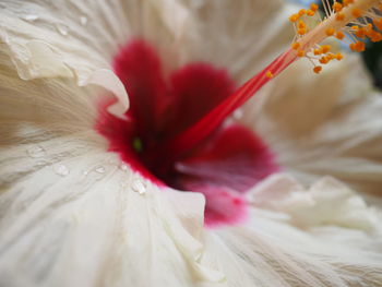 Close-up of flower