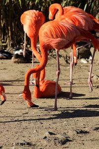 View of birds on land