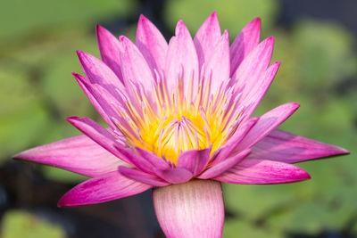 Close-up of pink water lily