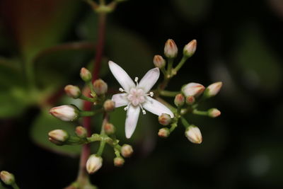 Close-up of white flowers