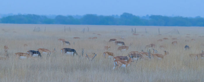 Flock of horses on field