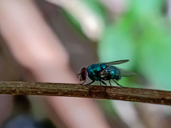 Close-up of insect on leaf