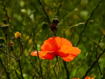 Close-up of an insect on red poppy