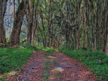 Empty road passing through forest