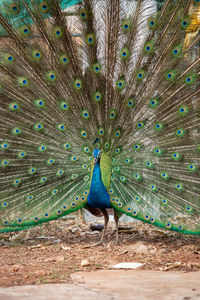 Peacock on a field