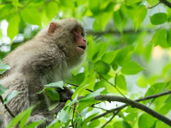 Monkey sitting on tree