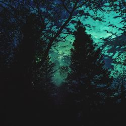 Low angle view of silhouette trees in forest against sky