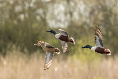 Close-up of bird flying over field