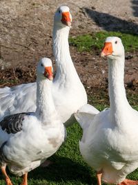 Close-up of swan on grass