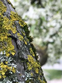 Close-up of moss growing on tree trunk