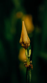 Close-up of flower