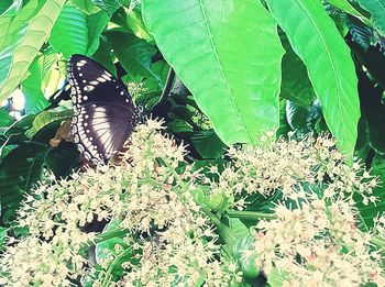 Butterfly on a plant