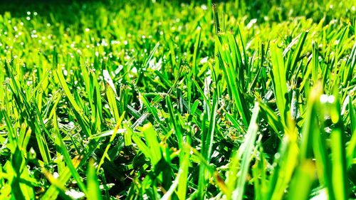 Close-up of grass growing on field