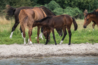 Horses in park