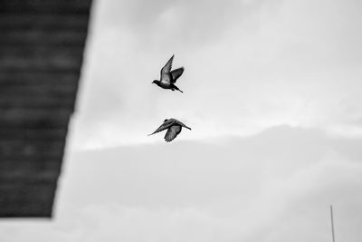 Low angle view of bird flying in sky