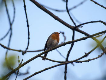 Low angle view of robin perching on branch against sky