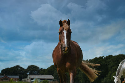 Horse standing in farm against cloudy sky
