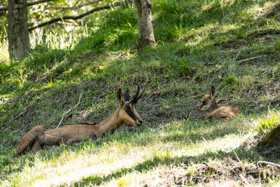 Deer in a forest