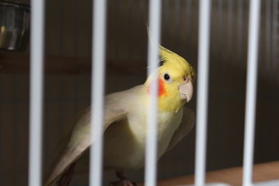 Close-up of parrot in cage