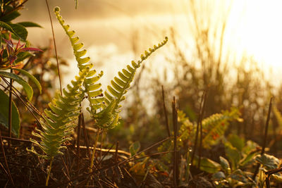 Close-up of plant growing on field