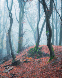 Trees in forest during autumn