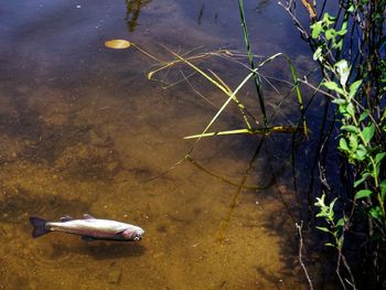 High angle view of fish swimming in lake