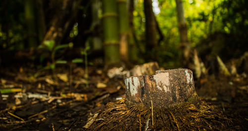 Close-up of log in forest