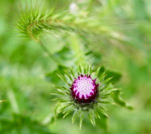 Close-up of thistle flower