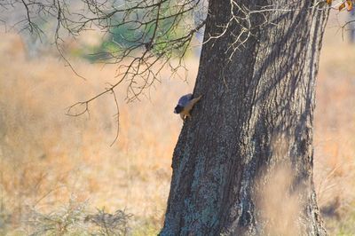 Bird perching on tree trunk