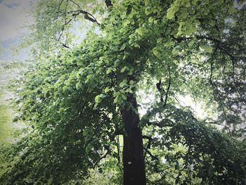 Low angle view of trees in forest